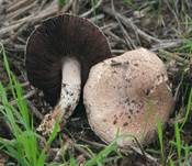 Kupferbrauner Champignon, Foto 7