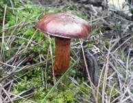 Kupferroter Gelbfuß, Foto 14