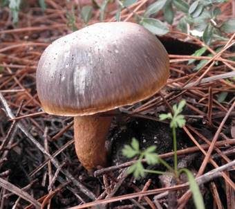 Kupferroter Gelbfuß, Foto 4