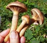 Kupferroter Gelbfuß, Foto 23