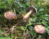 Kupferroter Gelbfuß, Foto 28