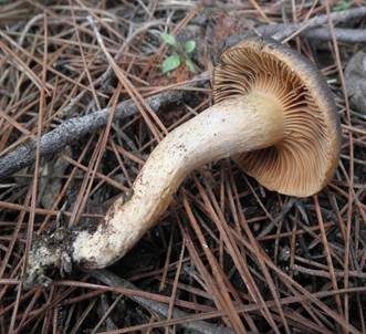 Kupferroter Gelbfuß, Foto 5