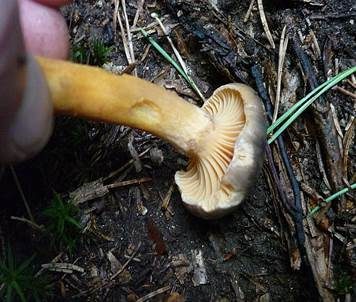 Kupferroter Gelbfuß, Foto 6