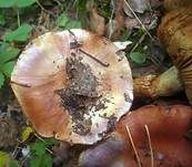 Kupferroter Klumpfuß, Foto 22