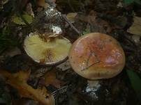 Kupferroter Klumpfuß, Foto 25