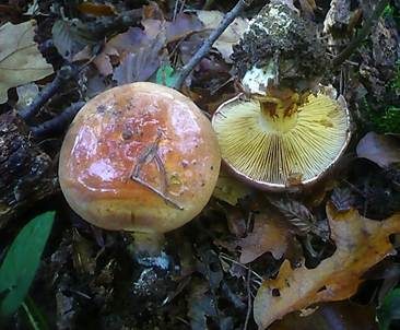 Kupferroter Klumpfuß, Foto 5