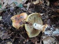 Kupferroter Klumpfuß, Foto 9