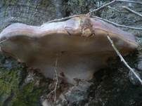 Kupferroter Lackporling, Foto 20