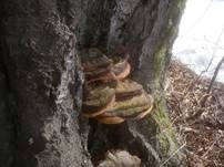 Kupferroter Lackporling, Foto 22