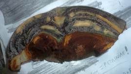 Kupferroter Lackporling, Foto 23