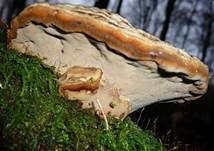 Kupferroter Lackporling, Foto 6