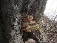 Kupferroter Lackporling, Foto 11