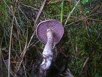 Kupferschuppiger Dickfuß, Foto 13