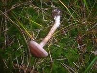 Kupferschuppiger Dickfuß, Foto 14