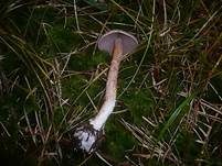 Kupferschuppiger Dickfuß, Foto 15