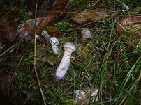 Kupferschuppiger Dickfuß, Foto 16
