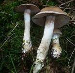 Kupferschuppiger Dickfuß, Foto 18