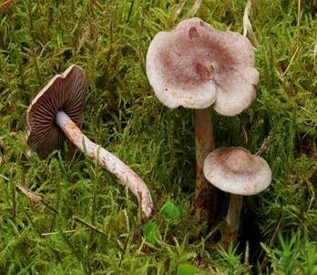 Kupferschuppiger Dickfuß, Foto 4