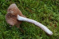 Kupferschuppiger Dickfuß, Foto 8