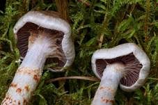 Kupferschuppiger Dickfuß, Foto 10