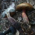 Kurznetziger Hexenröhrling, Foto 5