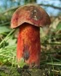 Kurznetziger Hexenröhrling, Foto 9