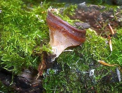 Kurzstieliger Becherling, Foto 3