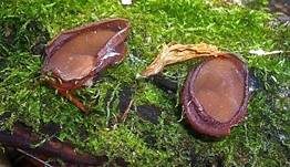 Kurzstieliger Becherling, Foto 6