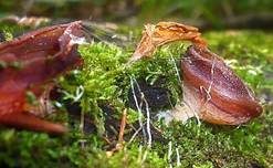 Kurzstieliger Becherling, Foto 10