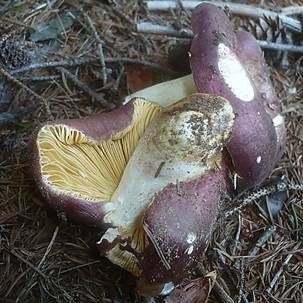 Kurzstieliger Ledertäubling, Foto 4