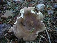 Kurzstieliger Ledertäubling, Foto 7