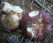 Kurzstieliger Ledertäubling, Foto 8