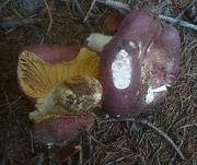 Kurzstieliger Ledertäubling, Foto 9