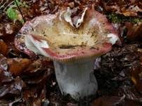 Kurzstieliger Ledertäubling, Foto 11