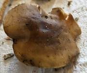 Kurzstieliger Weichritterling, Foto 17