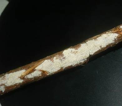 Kurzzahniger Fadenstachelpilz, Foto 4