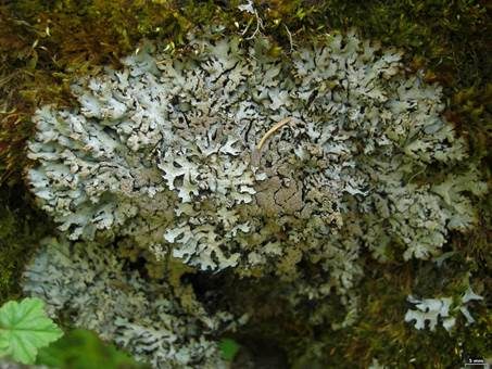 Labyrinth-Blasenflechte, Foto 4