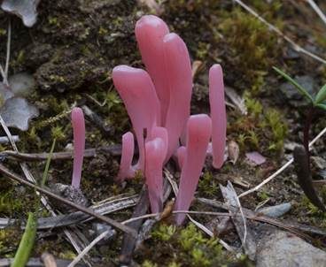 Lachsrosa Keule, Foto 2