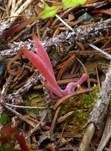 Lachsrosa Keule, Foto 14