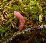 Lachsrosa Keule, Foto 18