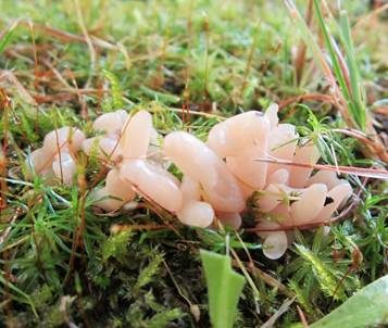 Lachsrosa Keule, Foto 4