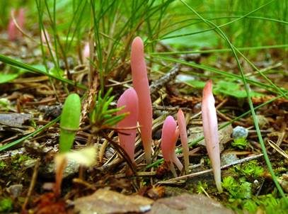 Lachsrosa Keule, Foto 5