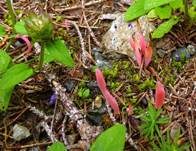 Lachsrosa Keule, Foto 6