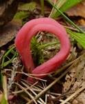 Lachsrosa Keule, Foto 7