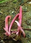 Lachsrosa Keule, Foto 8