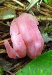 Lachsrosa Keule, Foto 9