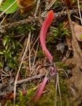 Lachsrosa Keule, Foto 10