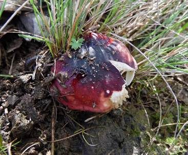 Lackierter Täubling, Foto 4
