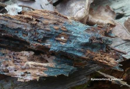 Lagunenblauer Filzrindenpilz, Foto 2