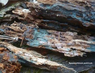 Lagunenblauer Filzrindenpilz, Foto 4